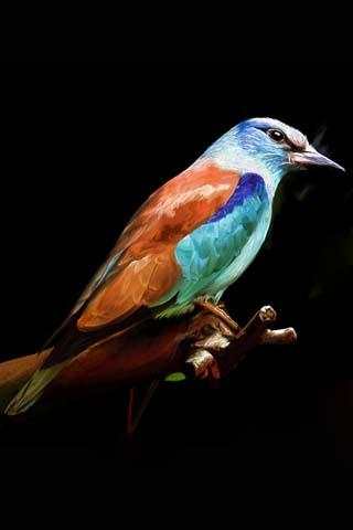 3D Bird Sounds screenshot 5