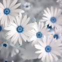 Flower Love Wallpapers 1.2