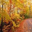 Fall Leaves LWP 1.0