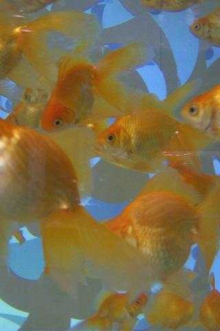 Goldfish Wallpapers screenshot 2