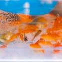 Goldfish Wallpapers 1.1