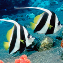 Aquarium Live Wallpaper Free أيقونة