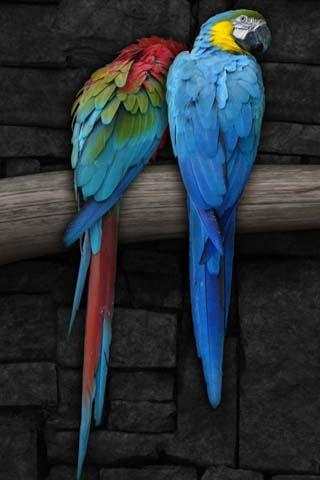 Birds song ringtones screenshot 3