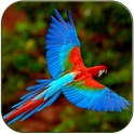 Birds song ringtones icon