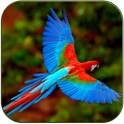 Birds song ringtones 1.0