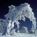 Snow Live Wallpaper 2.07