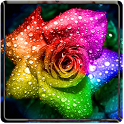 Galaxy S3 Rain Roses icon