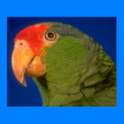 Translator Parrot on 9Apps