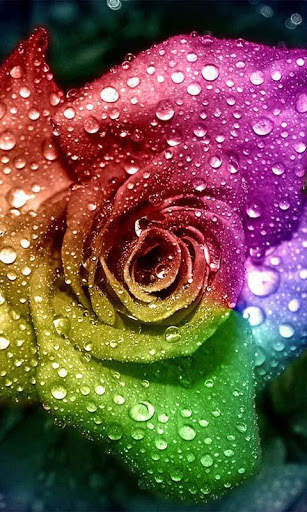 Galaxy S3 Rain Roses 3 تصوير الشاشة