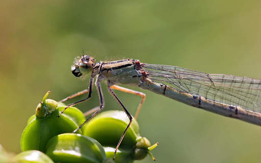 Dragonfly Live HD Wallpapers screenshot 1