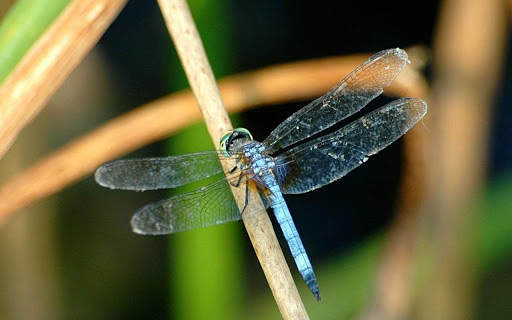 Dragonfly Live HD Wallpapers screenshot 2