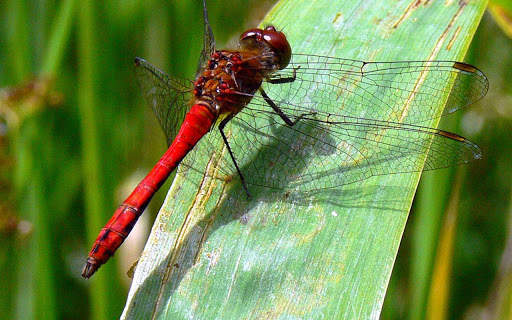 Dragonfly Live HD Wallpapers screenshot 4