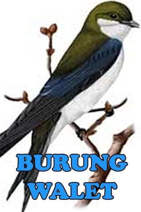 Suara Panggil Burung Walet स्क्रीनशॉट 2