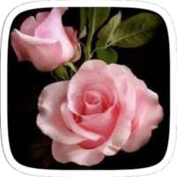 Pink Rose Flower Theme