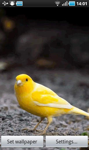 Yellow Bird screenshot 1