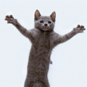 Dancing Cat icon