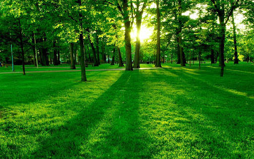 Green Forest 3 تصوير الشاشة