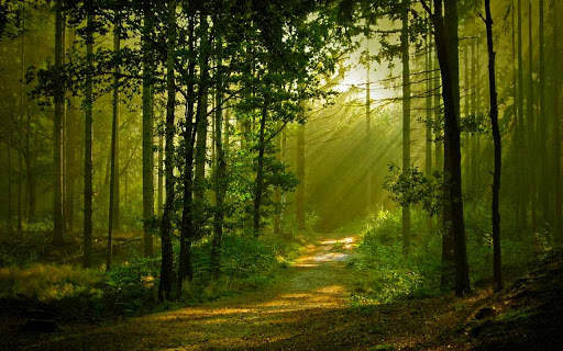 Green Forest 2 تصوير الشاشة