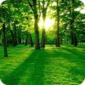 Green Forest on 9Apps