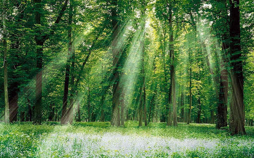 Green Forest 5 تصوير الشاشة