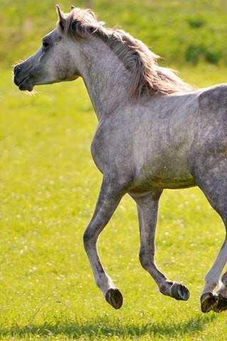 Running Horse Wallpaper screenshot 1
