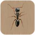 Ants Live Wallpaper on 9Apps