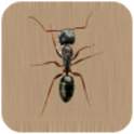 Ants Live Wallpaper 1.1
