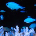 Aquarium 3D Neon Fish LWP icon