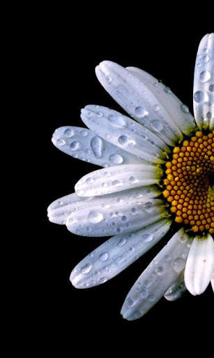 Daisies HD Live Wallpapers screenshot 1