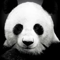 Panda Go Launcher Theme icon