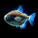 Piranha 3d aquarium LWP on 9Apps