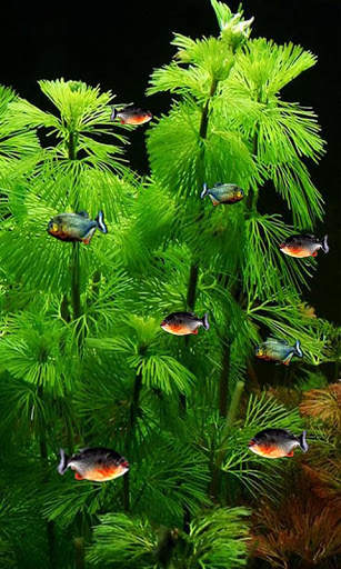 Piranha 3d aquarium LWP 3 تصوير الشاشة