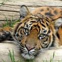 Tigers HD wallpapers 2.0