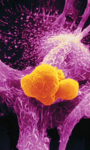 Cancer Book स्क्रीनशॉट 1
