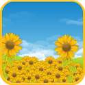 Sunflower Field Live Wallpaper icon