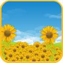 Sunflower Field Live Wallpaper 2.0