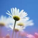 Beautiful Flowers Wallpaper 2 on 9Apps