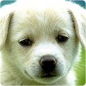 Cute Animals Wallpapers icon
