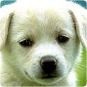Cute Animals Wallpapers 1.1