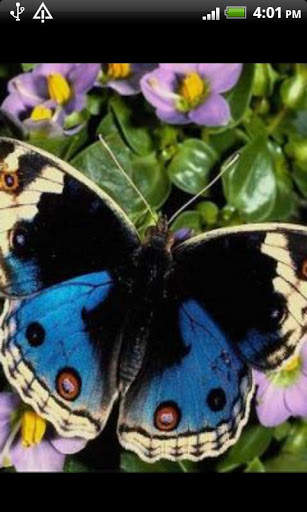 Cute Animals Wallpapers screenshot 5