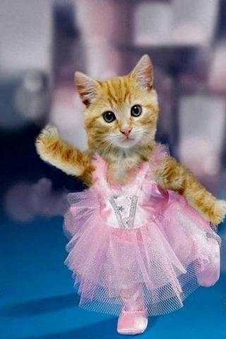 Funny Animals Pics HD I screenshot 2