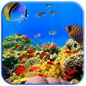 Fish swimming on 9Apps