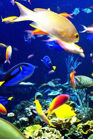 Fish swimming screenshot 5