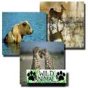 Wild Animals Backgrounds on 9Apps