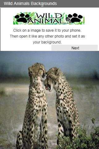 Wild Animals Backgrounds 3 تصوير الشاشة