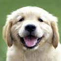 Best Pet Dog Videos icon