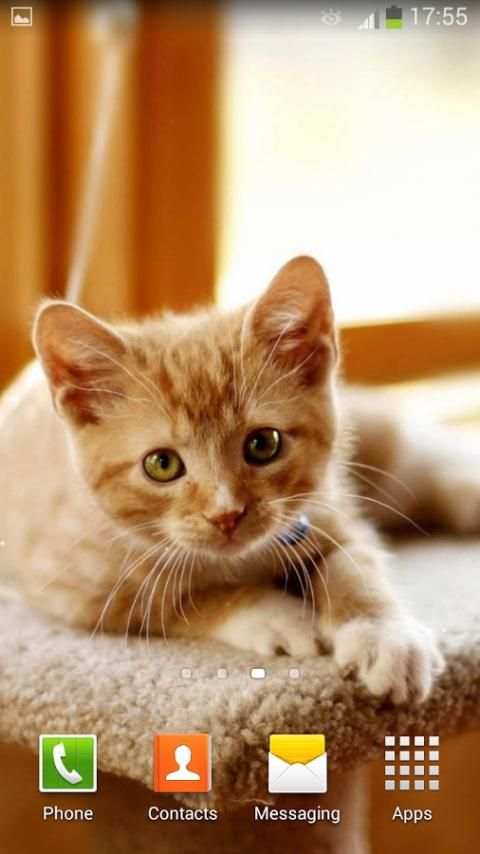 Cute Kitty Live Wallpaper screenshot 1