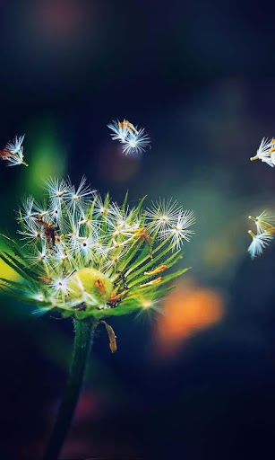 Galaxy S3 dandelion live wallpaper for Android. Galaxy S3 dandelion free  download for tablet and phone.