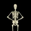 Funny Dancing Skeleton 2.0