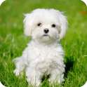 Cute Dog Live Wallpaper on 9Apps